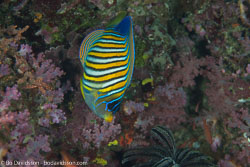 BD-110314-Puerto-Galera-3372-Pygoplites-diacanthus-(Boddaert.-1772)-[Regal-angelfish.-Påfågelkejsarfisk].jpg
